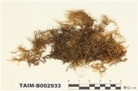 藏品(羽苔科 )的圖片